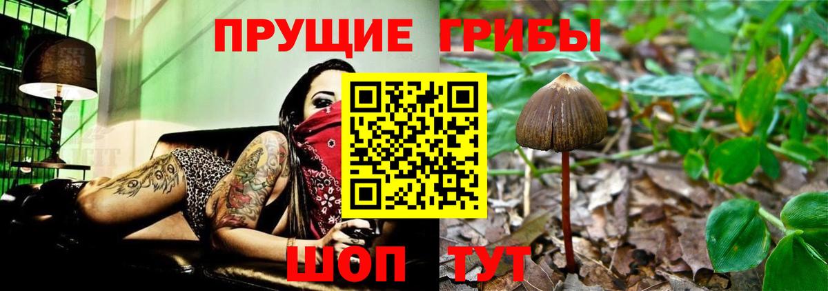 Нижний Новгород  Псилоцибиновые грибы Cubensis  Вход с VPN 